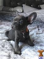 french bulldog puppy posted by Jessica reynolds